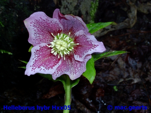 helleborus hybr